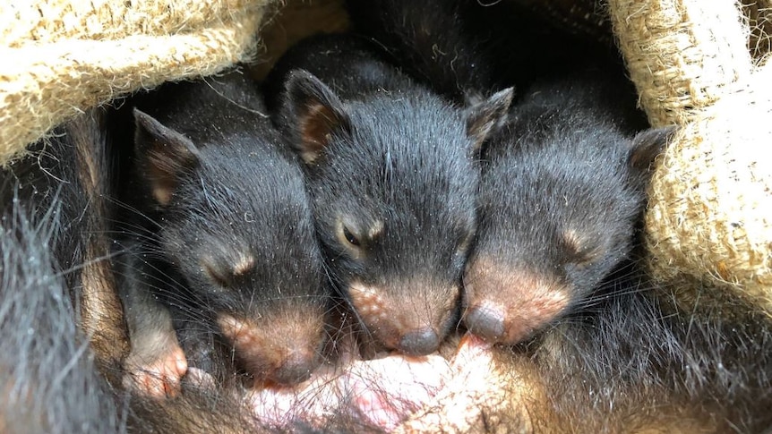 New hope in the fight against a deadly facial tumour disease threatening Tasmanian devils