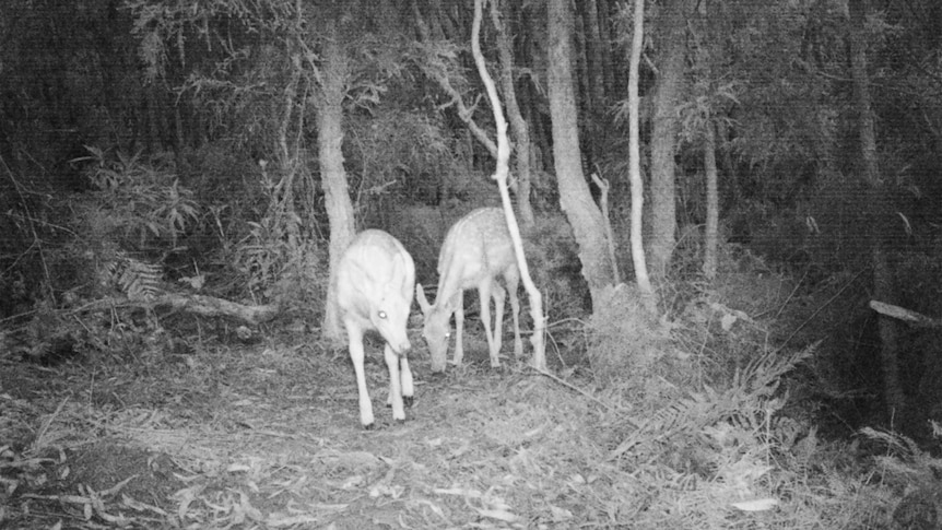 Deer numbers out of control and 'a major problem', landholders say