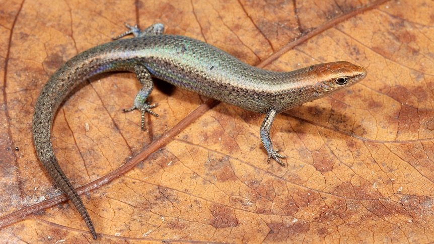 Yellow crazy ants spell trouble for small native skinks in Far North Queensland rainforests