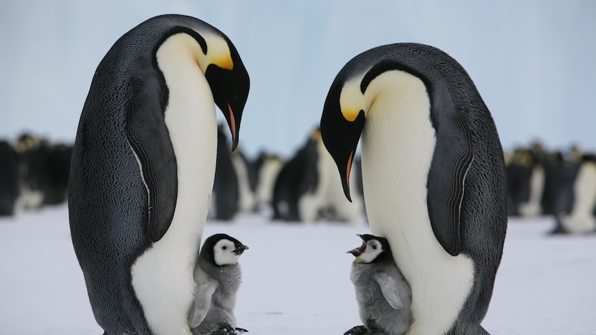 'Bearer of bad news': Almost all emperor penguins will die if no changes to greenhouse gas emissions, study warns
