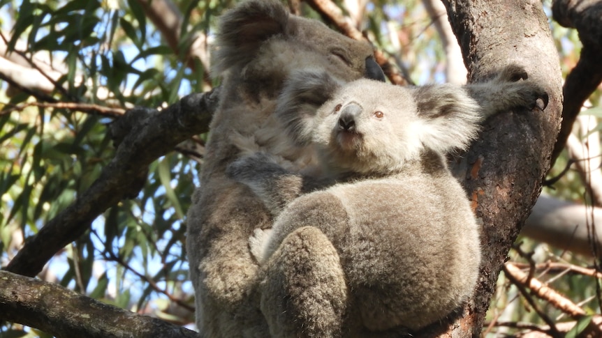 Secret koala colony on Sydney's doorstep raises hopes there could be more