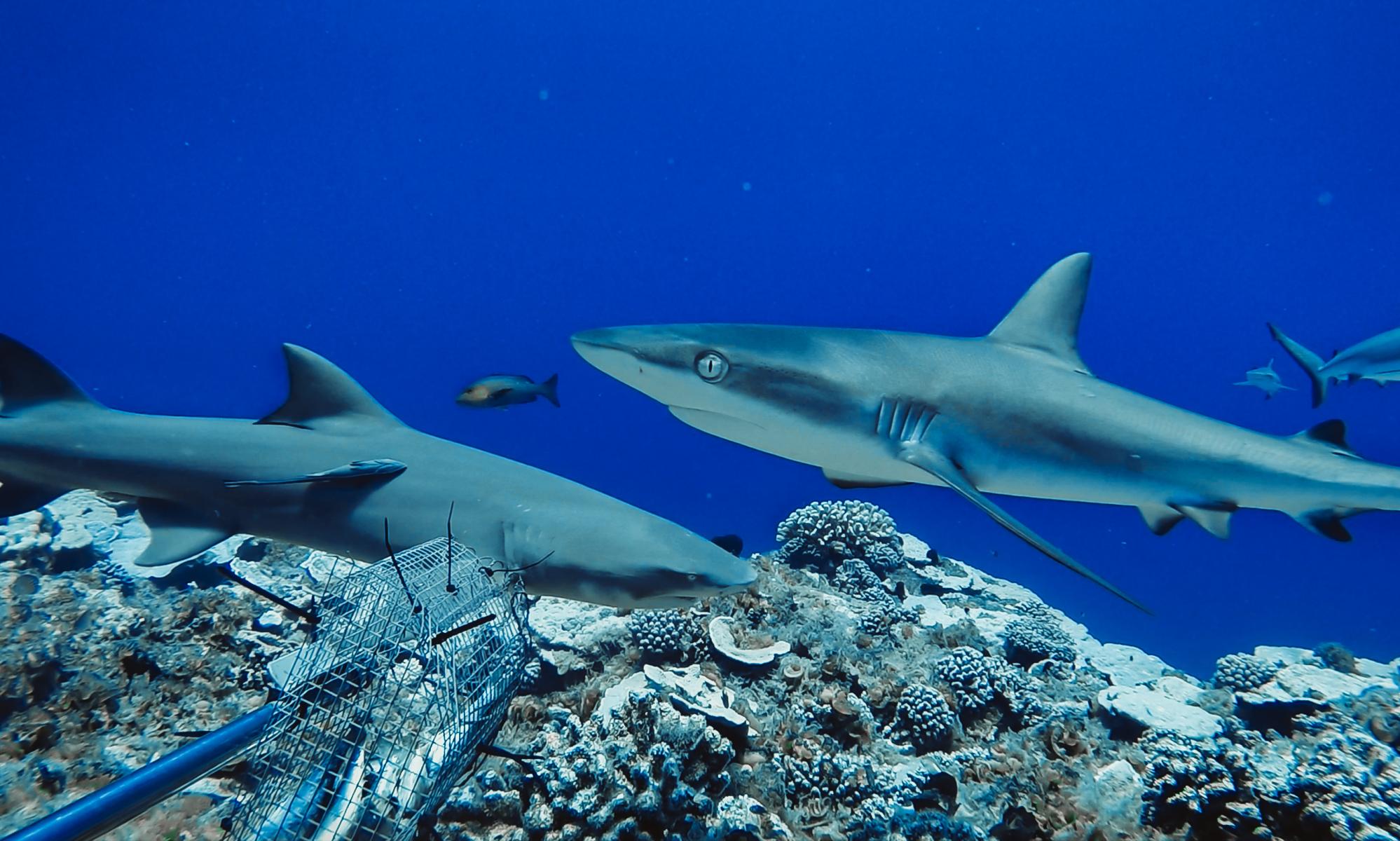 Sharks 'functionally extinct' at 20% of world's coral reefs as fishing drives global decline