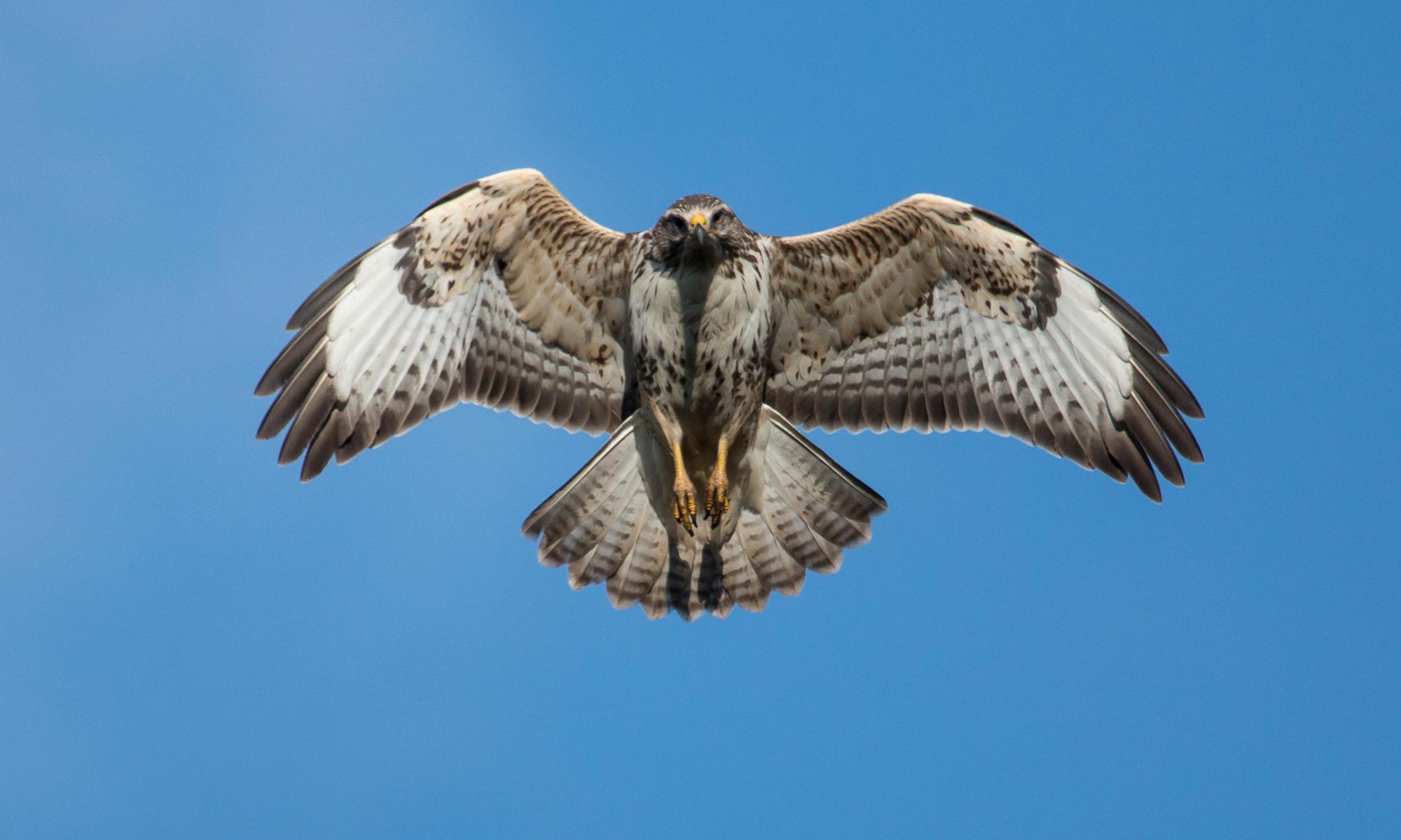 Country diary: there's a buzzard in the air