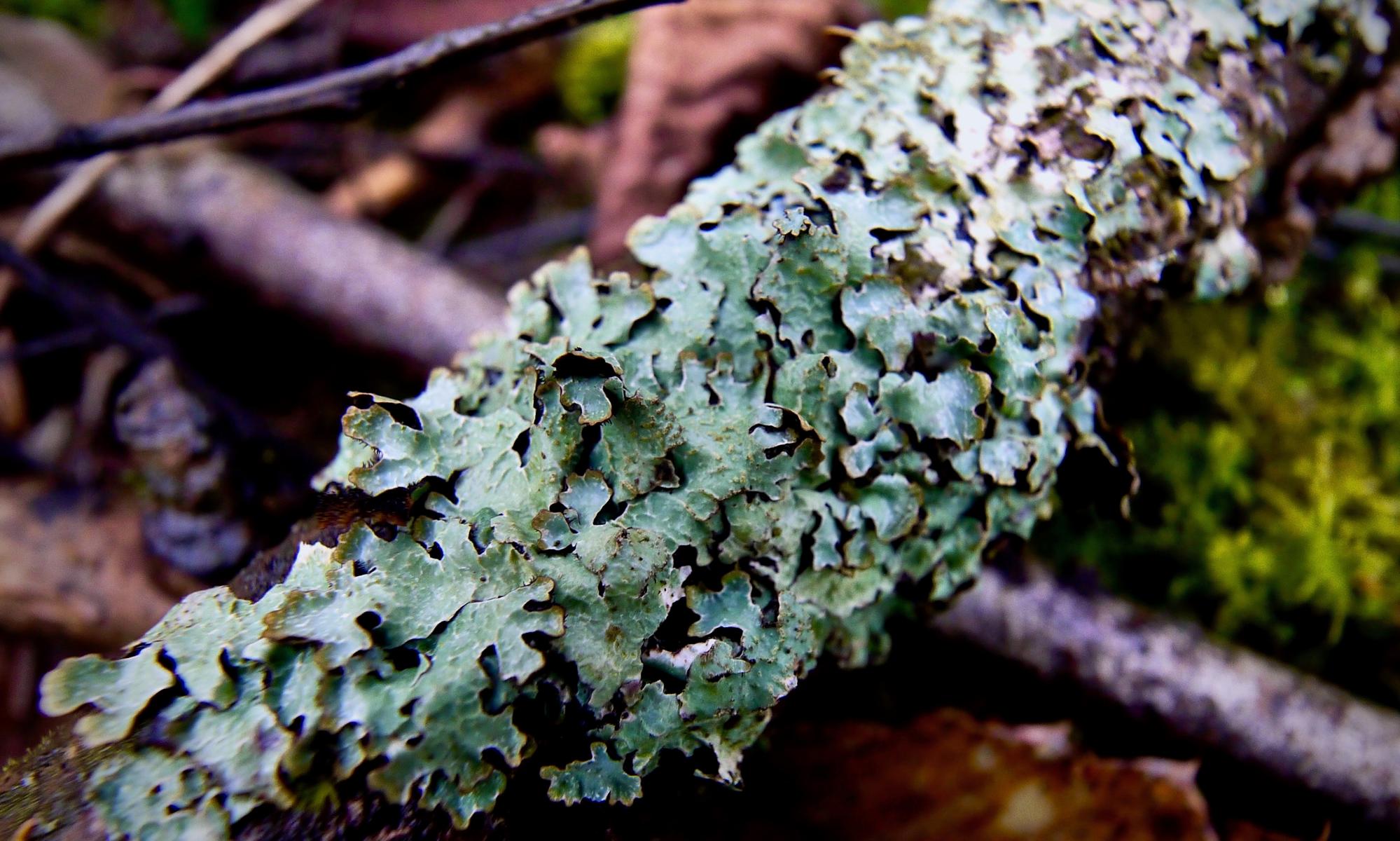Country diary: tiny shield lichen tell a big story