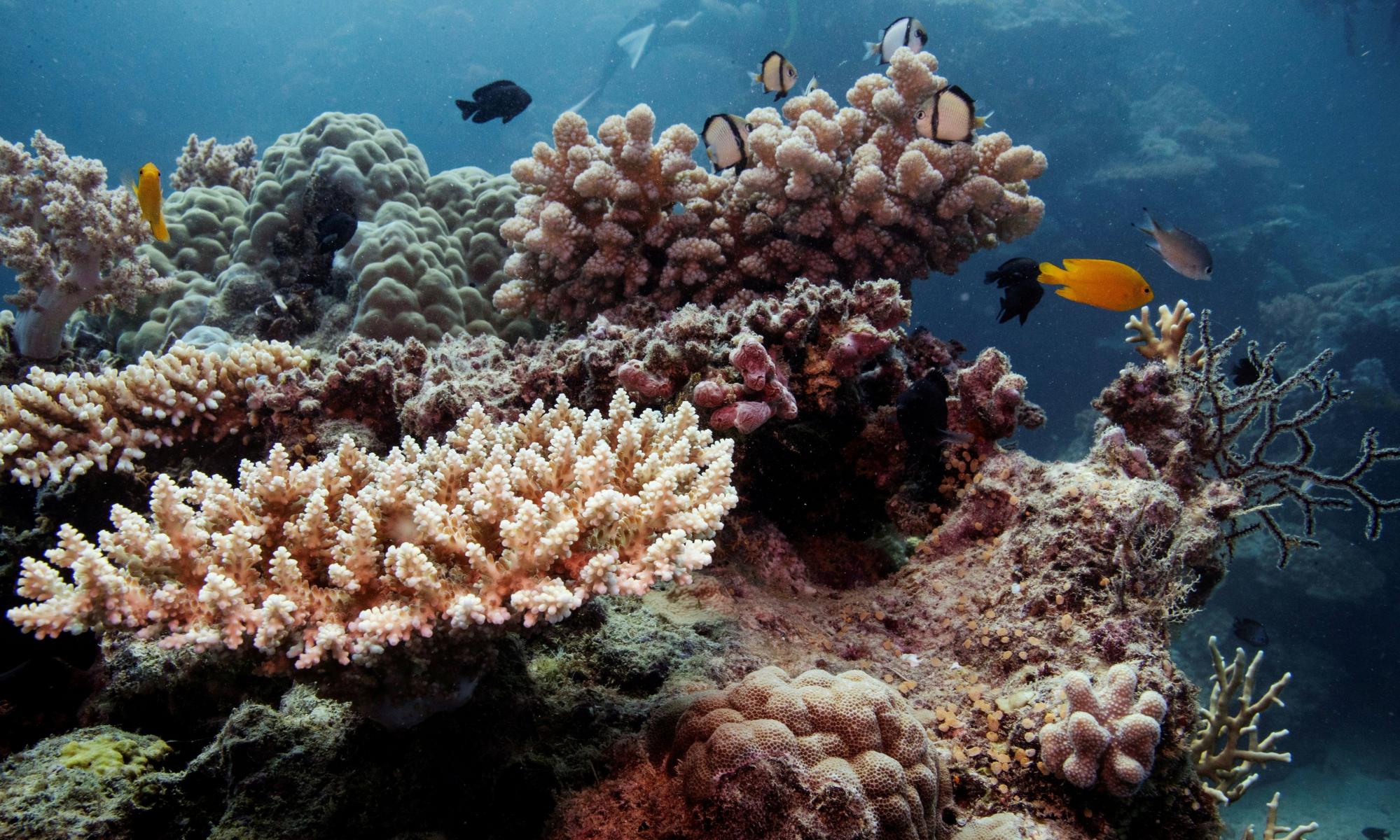 Unsustainable fishing worsens threats to Great Barrier Reef