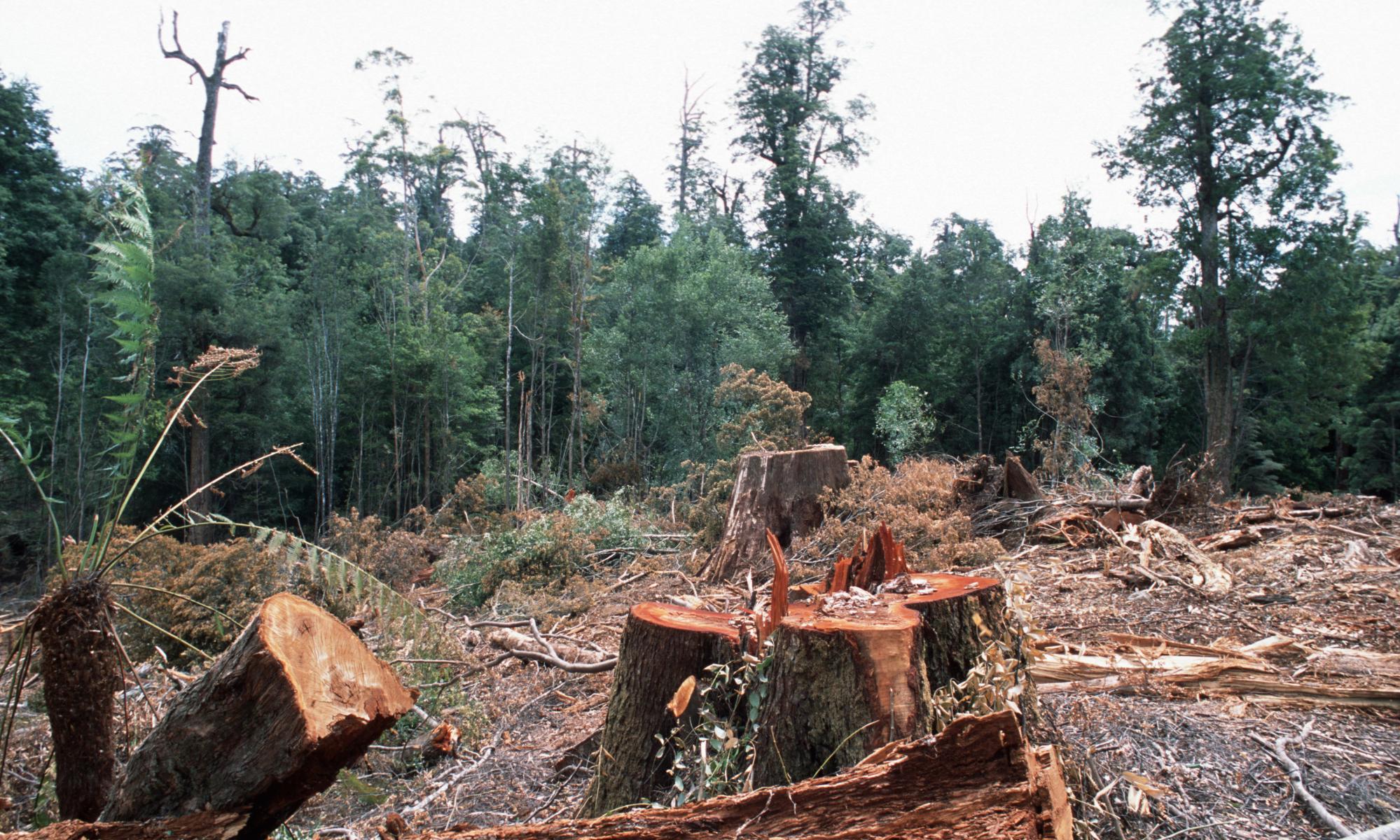 Australian scientists say logging, mining and climate advice is being suppressed