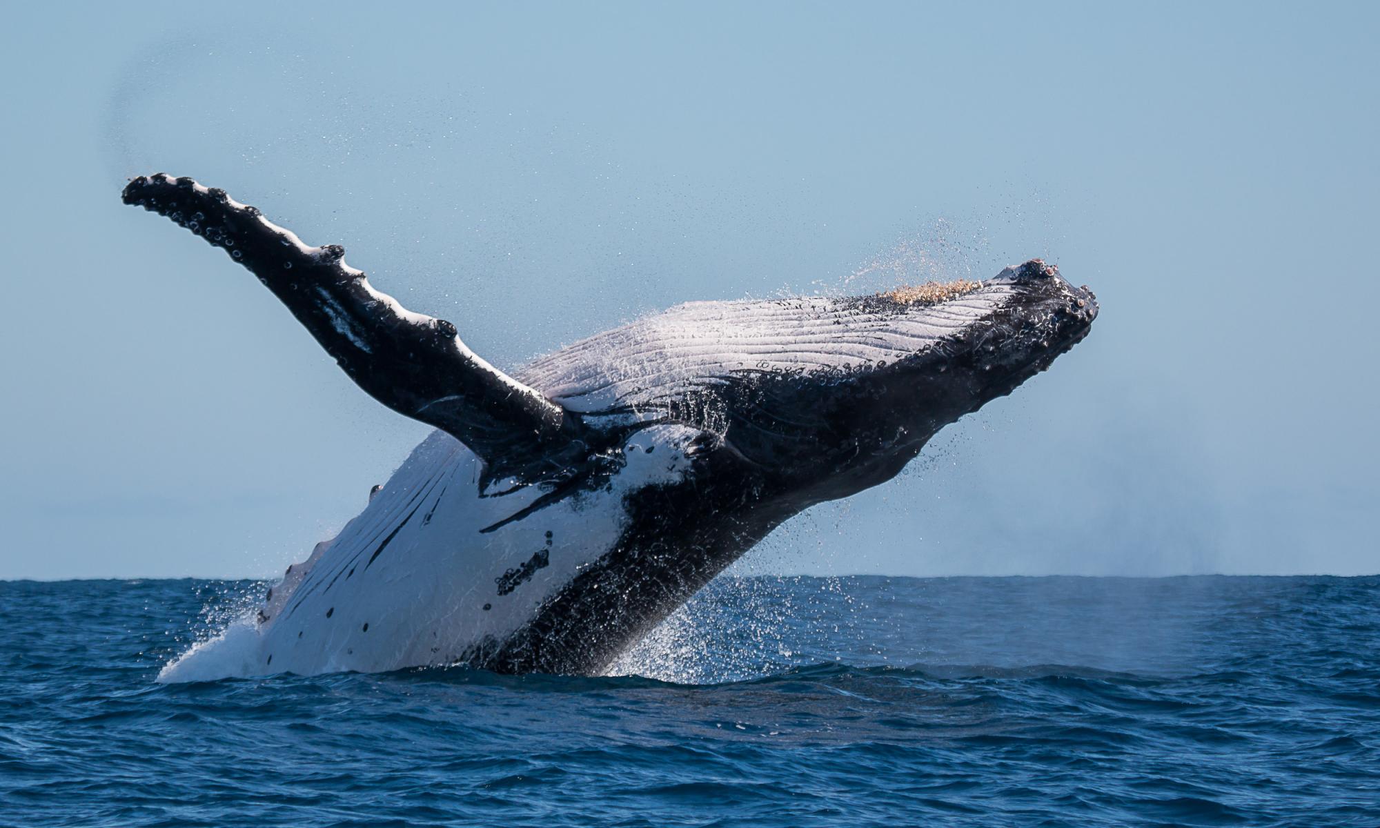 Humpback whales removed from Australia’s threatened species list but feeding grounds still at risk