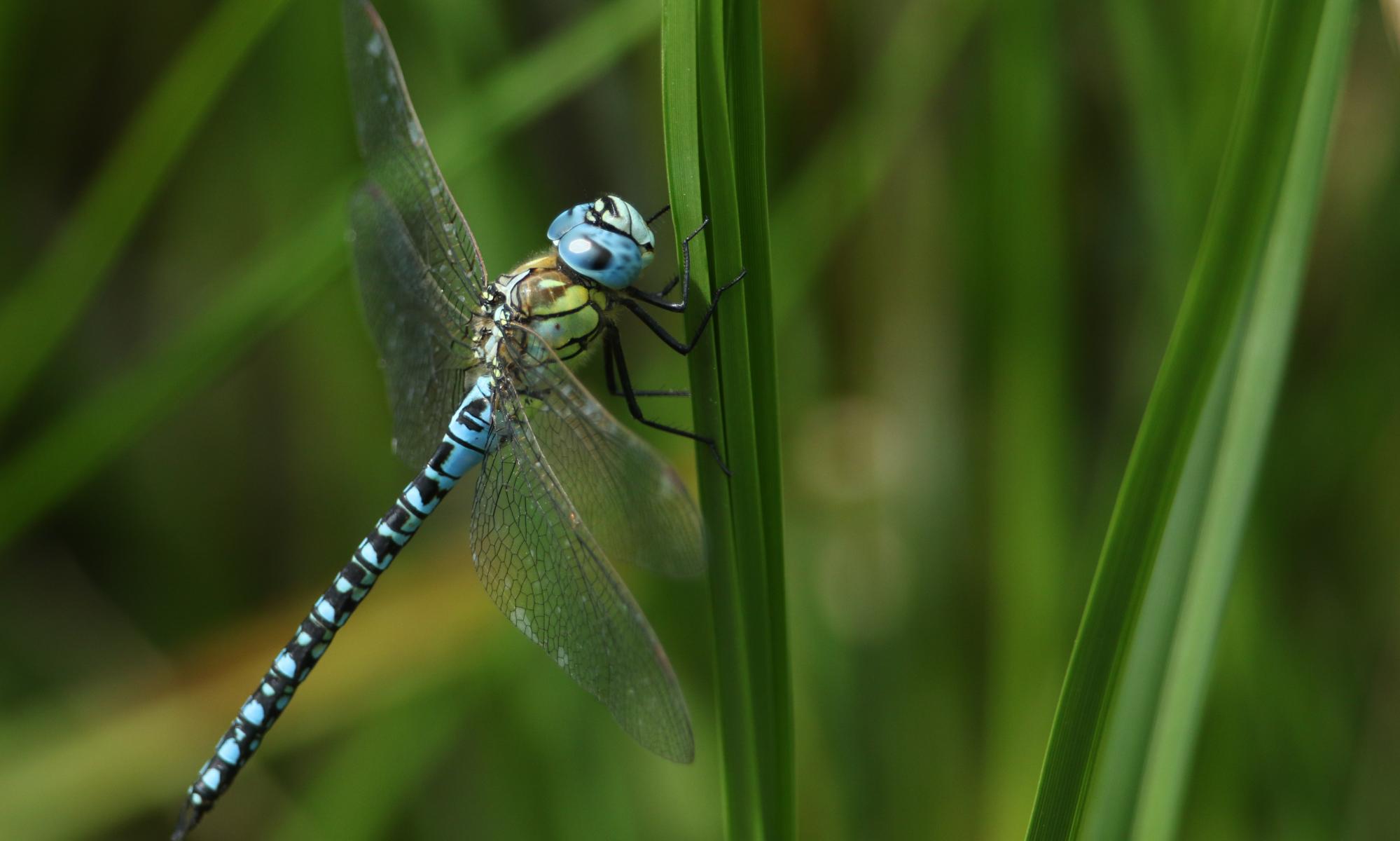 Here be dragonflies, thriving in Britain as never before