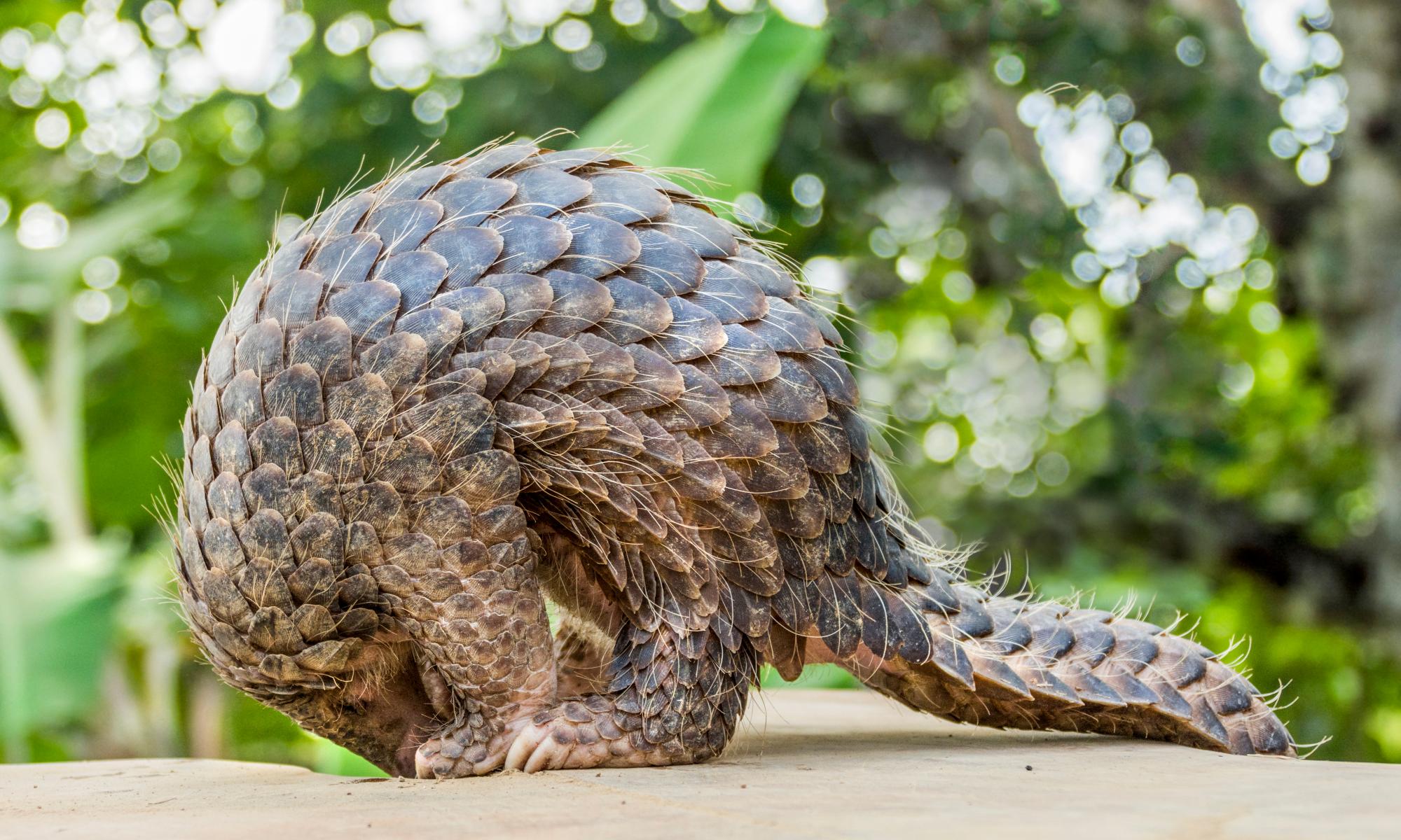 China raises protection for pangolins by removing scales from medicine list