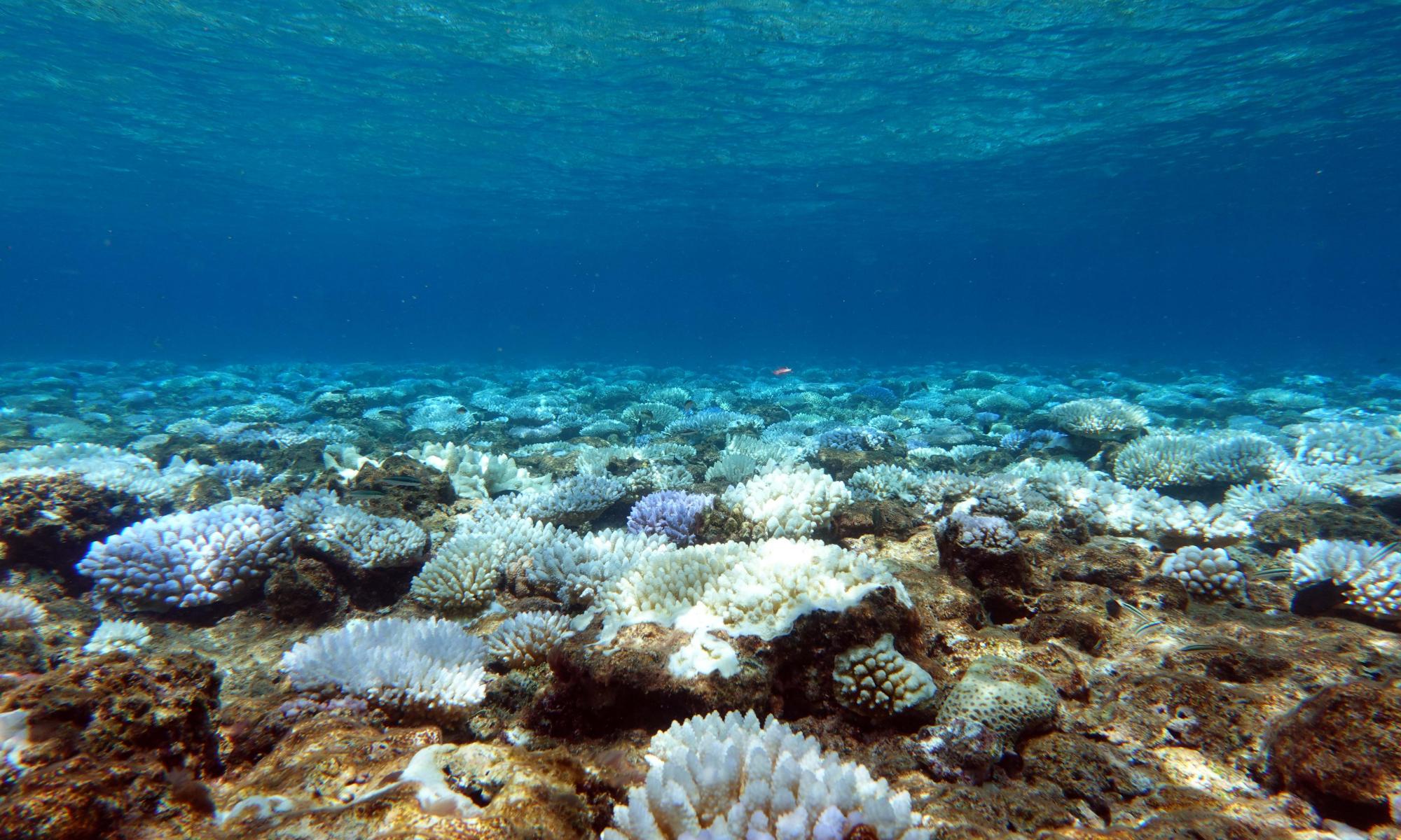 More than half of remote reefs in Coral Sea marine park suffered extreme bleaching