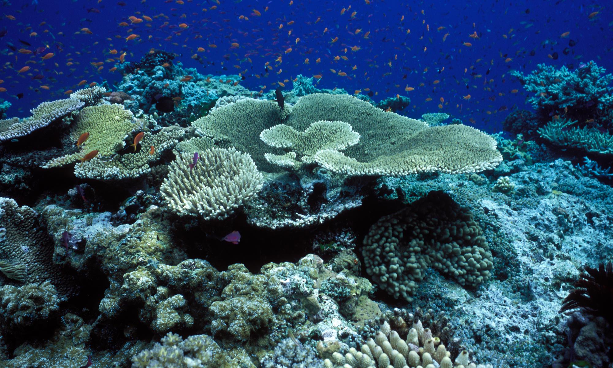 Unesco urged to declare Great Barrier Reef 'in danger'