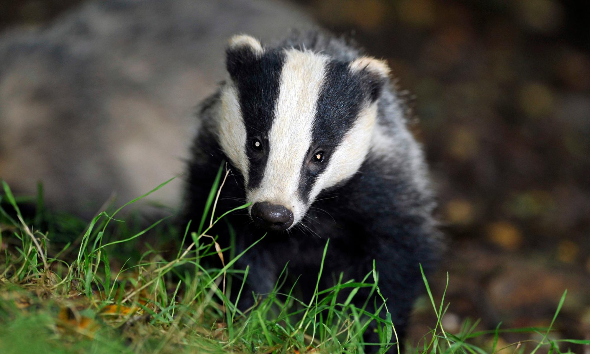 More than 100,000 badgers slaughtered in discredited cull policy