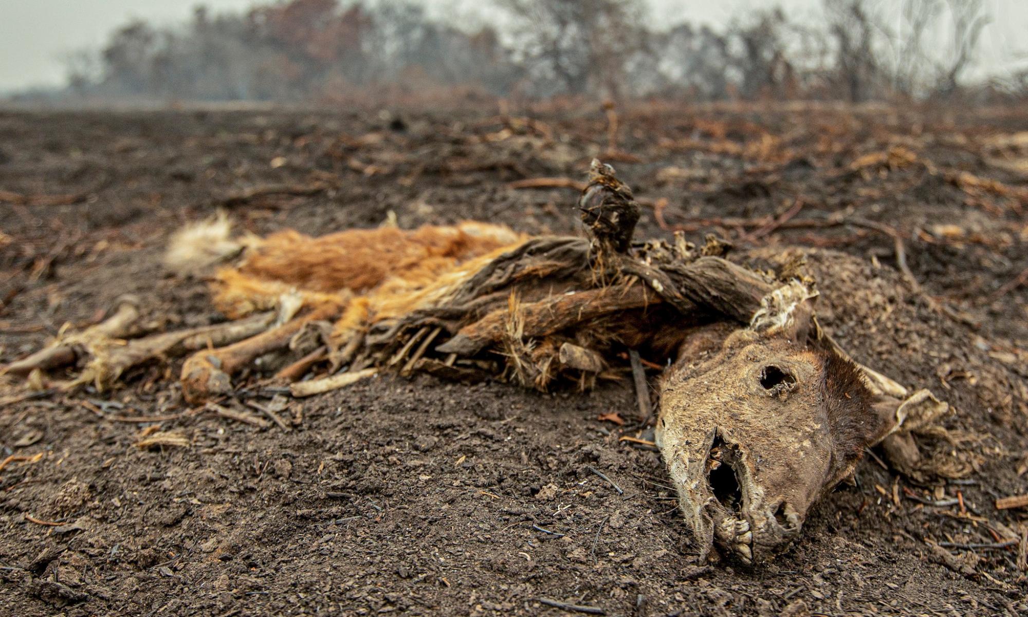 Brazilian wetlands fires started by humans and worsened by drought