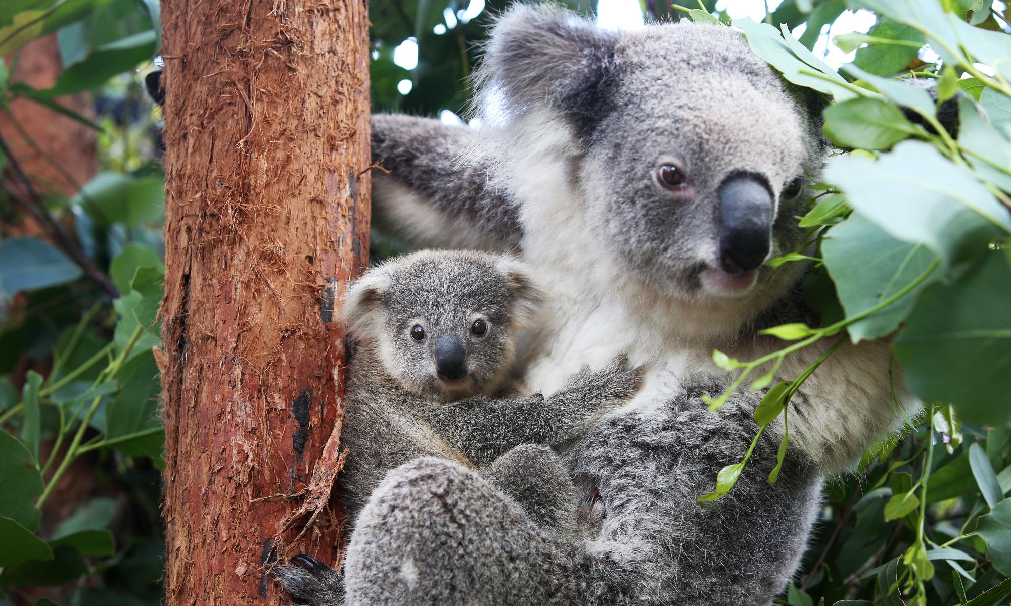 ‘A drop in the ocean’: government’s $50m koala pledge won’t tackle root cause of decline