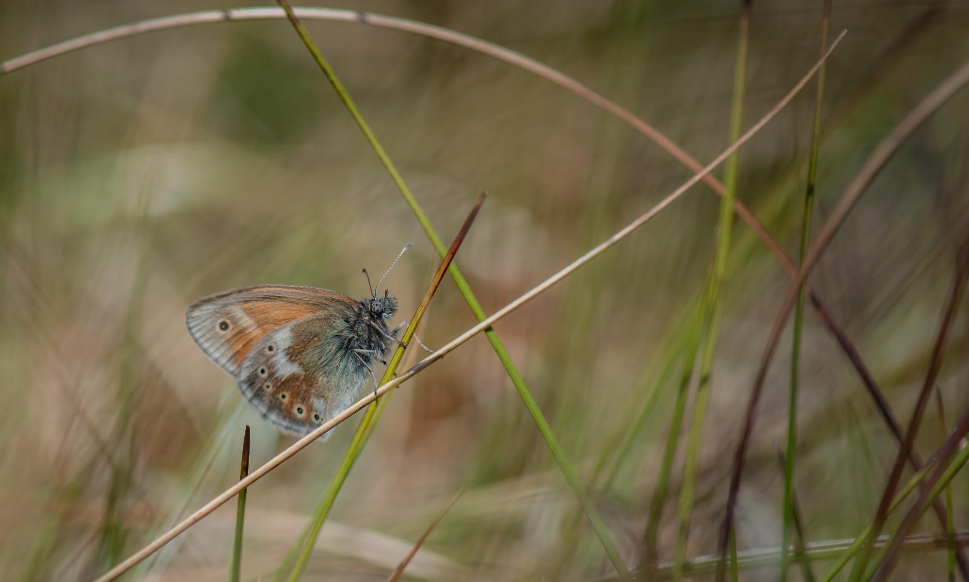 Large heath butterflies return to Manchester after 150 years