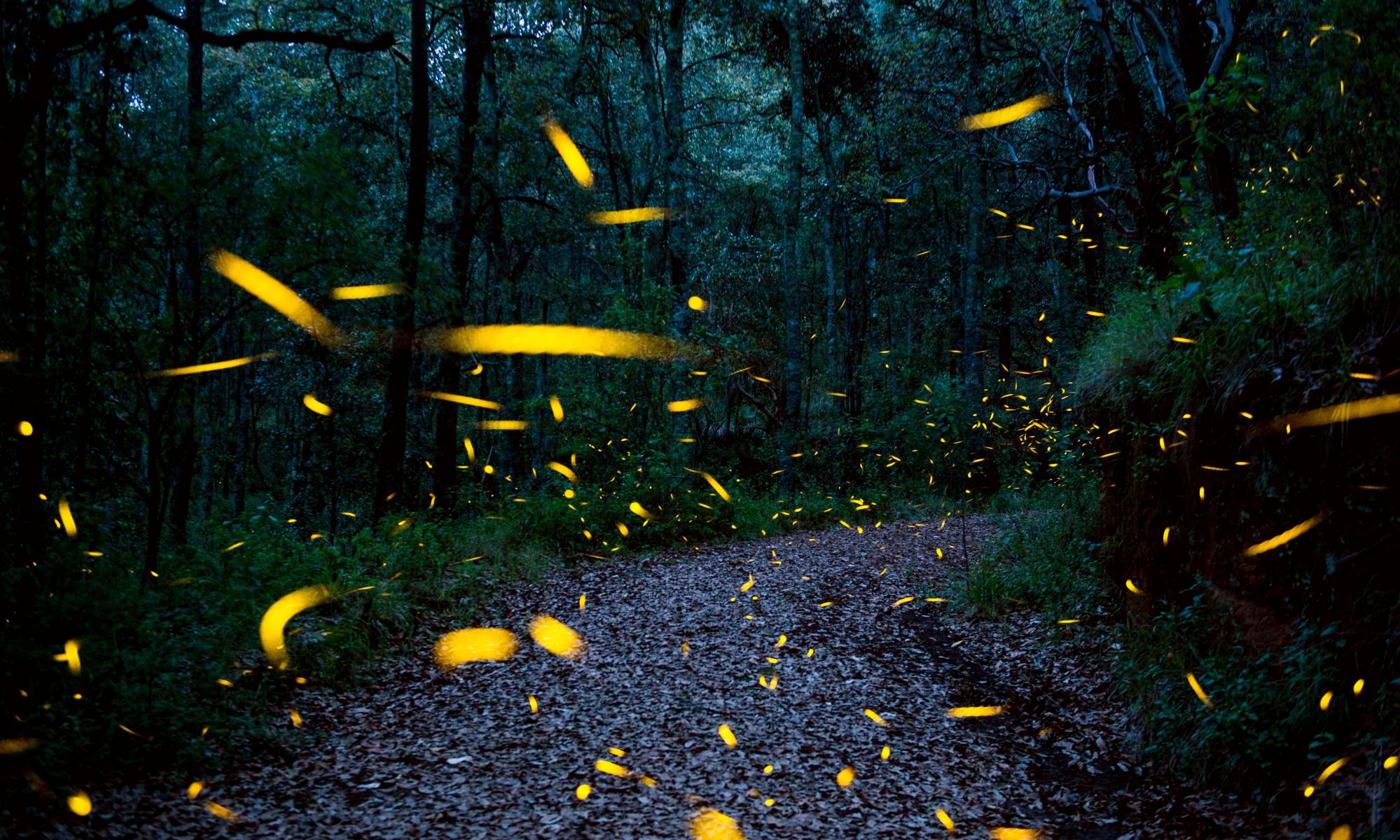 Fireflies under threat from habitat loss, pesticides and light pollution