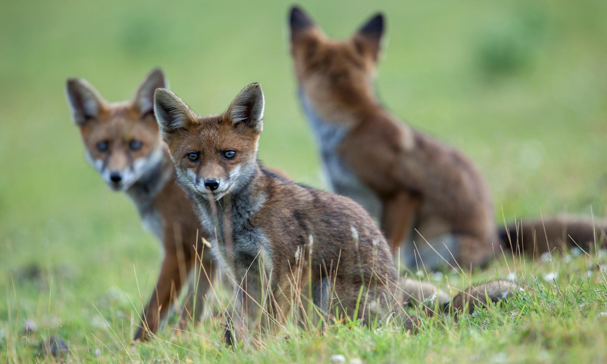 Country diary: a brush with the fantastic foxes