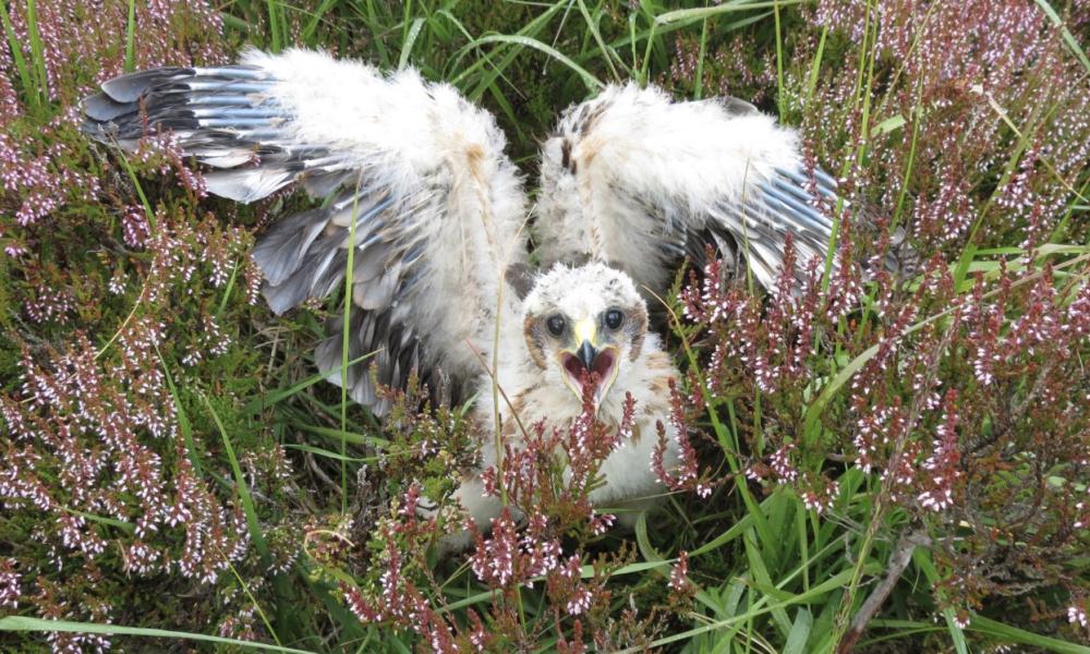 Hen harrier has best breeding year in England for nearly 20 years