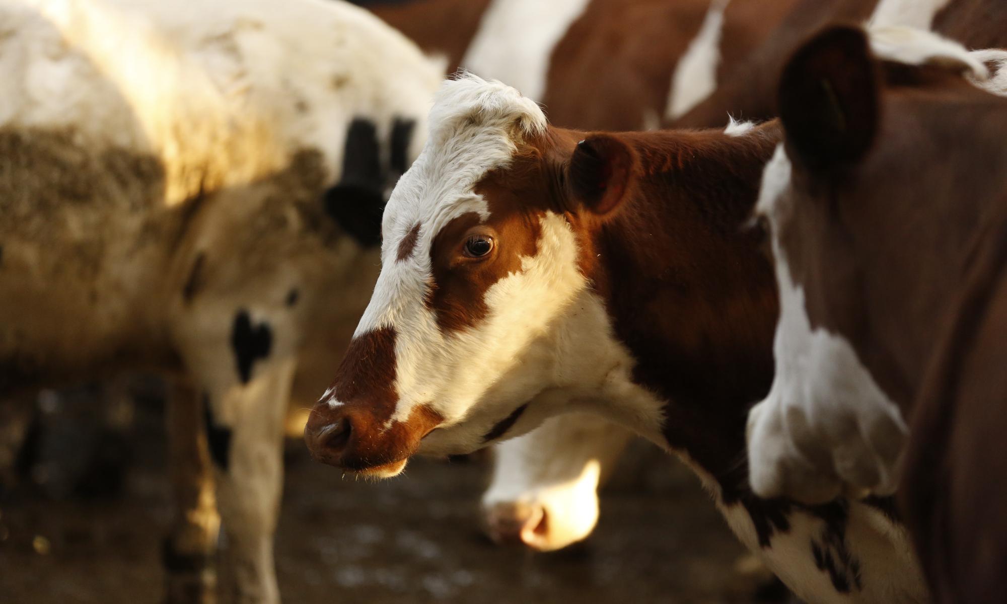 Emissions from 13 dairy firms match those of entire UK, says report