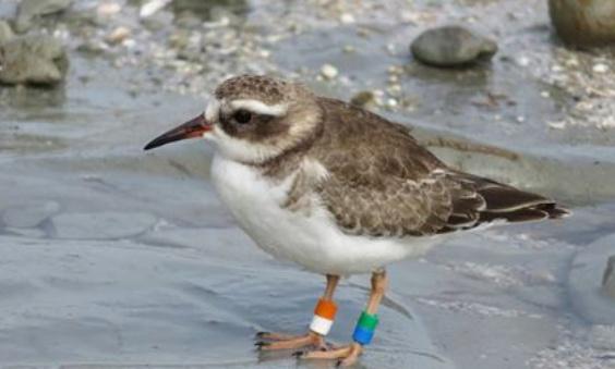 Endangered New Zealand bird sent to safety offshore despite Covid-19 lockdown