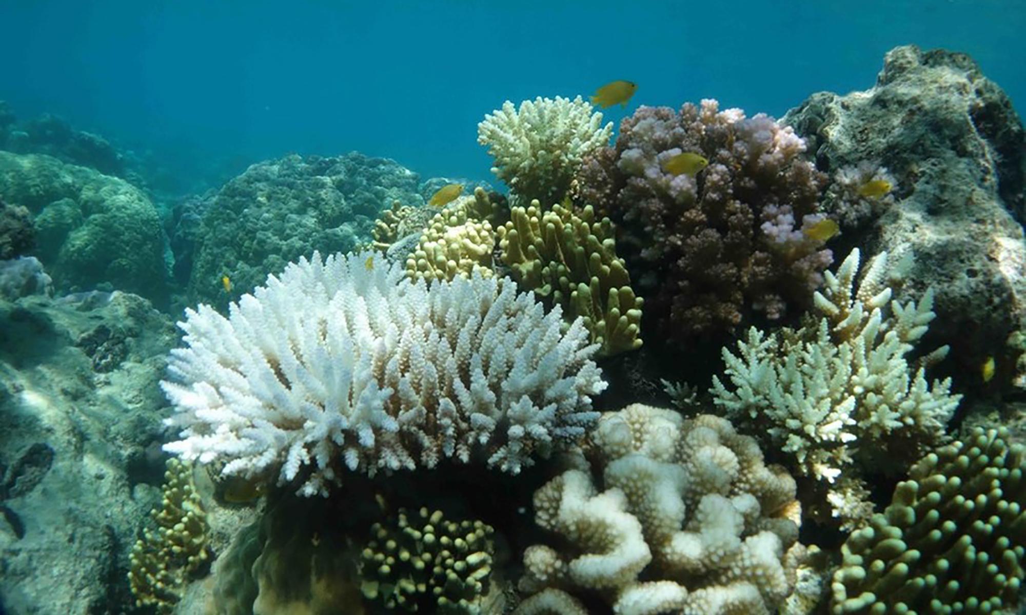 Great Barrier Reef could face 'most extensive coral bleaching ever', scientists say