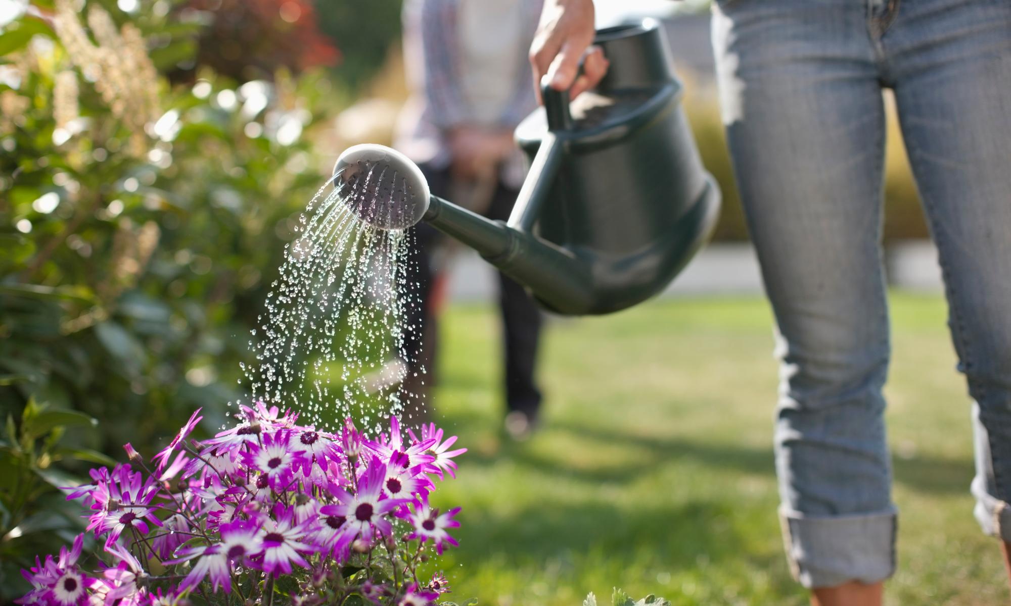 Flushing the loo to gardening: how to save water around the home