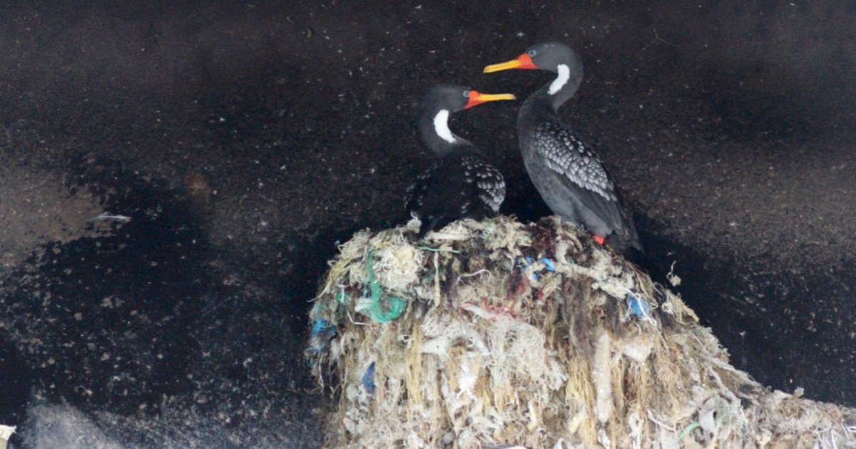 On the coast of Chile, bird nests show the scars of plastic pollution