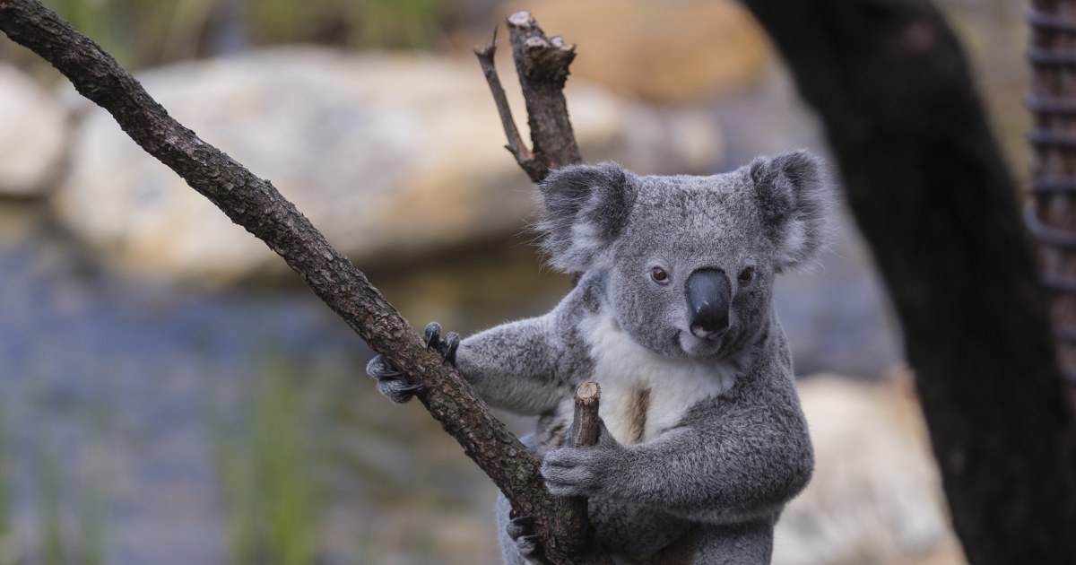Koalas may be extinct in Australia's New South Wales by 2050
