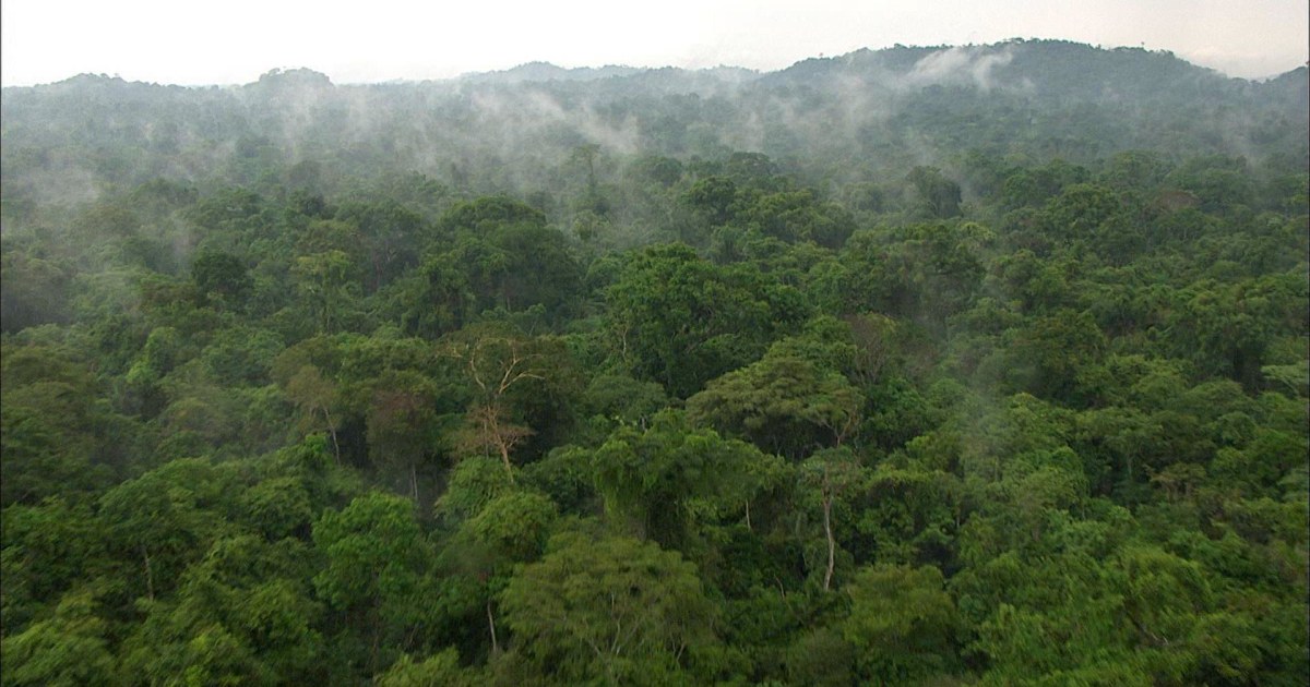 Saving our planet: What’s happening in the Amazon?