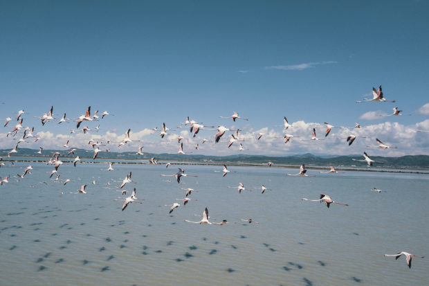 With fewer humans to fear, flamingos flock to Albania lagoon