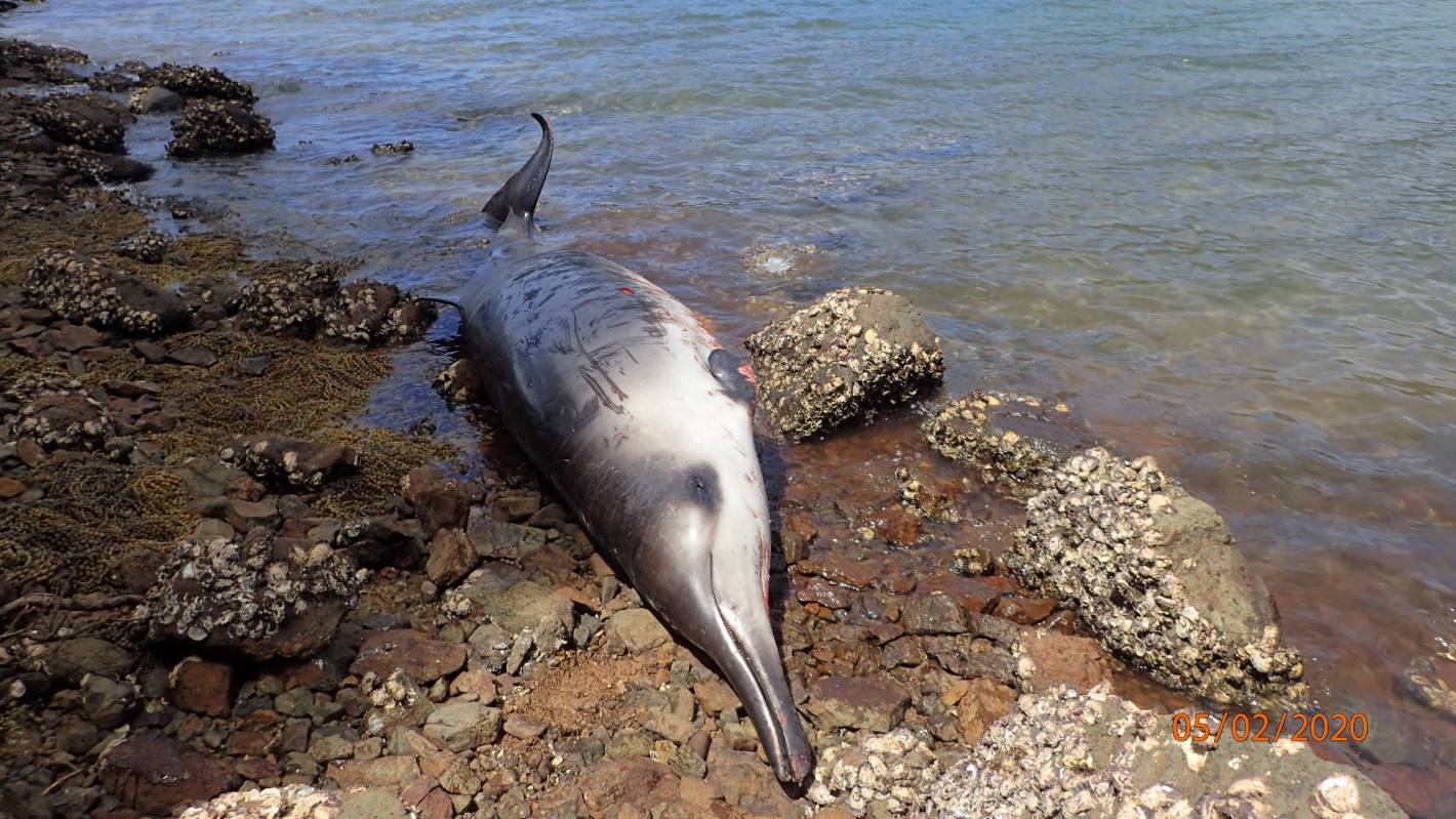 Three Gray’s beaked whales die after becoming beached on Great Barrier Island