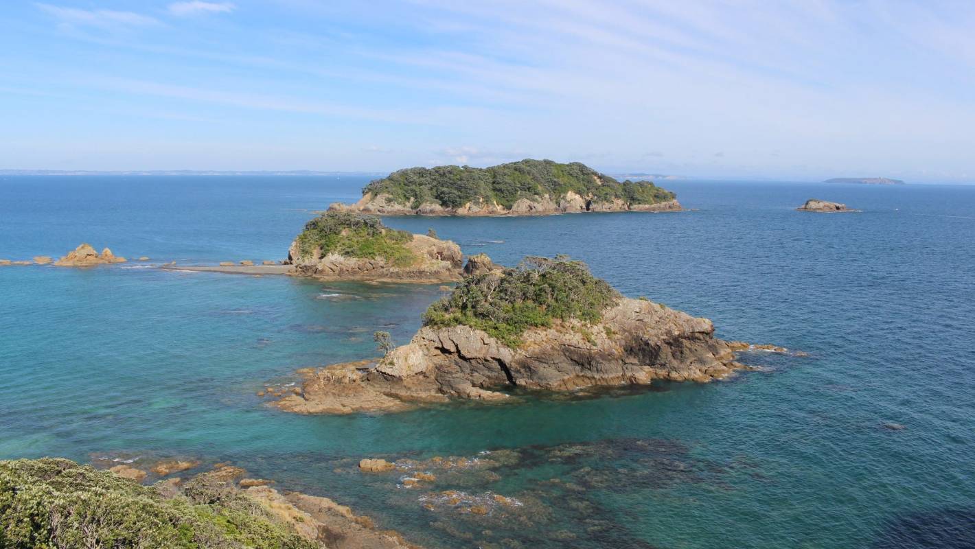Once bountiful seabeds around the Hauraki Gulf have been driven to near destruction by dredging