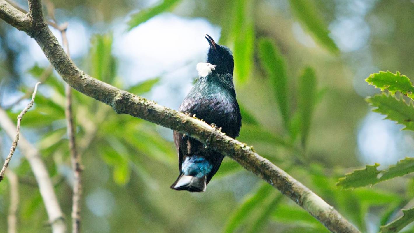 New Zealand's native birds thrive under Covid-19 lockdown