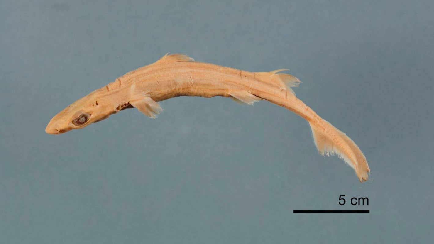 'Extremely rare' albino shark discovered in Auckland Museum collections