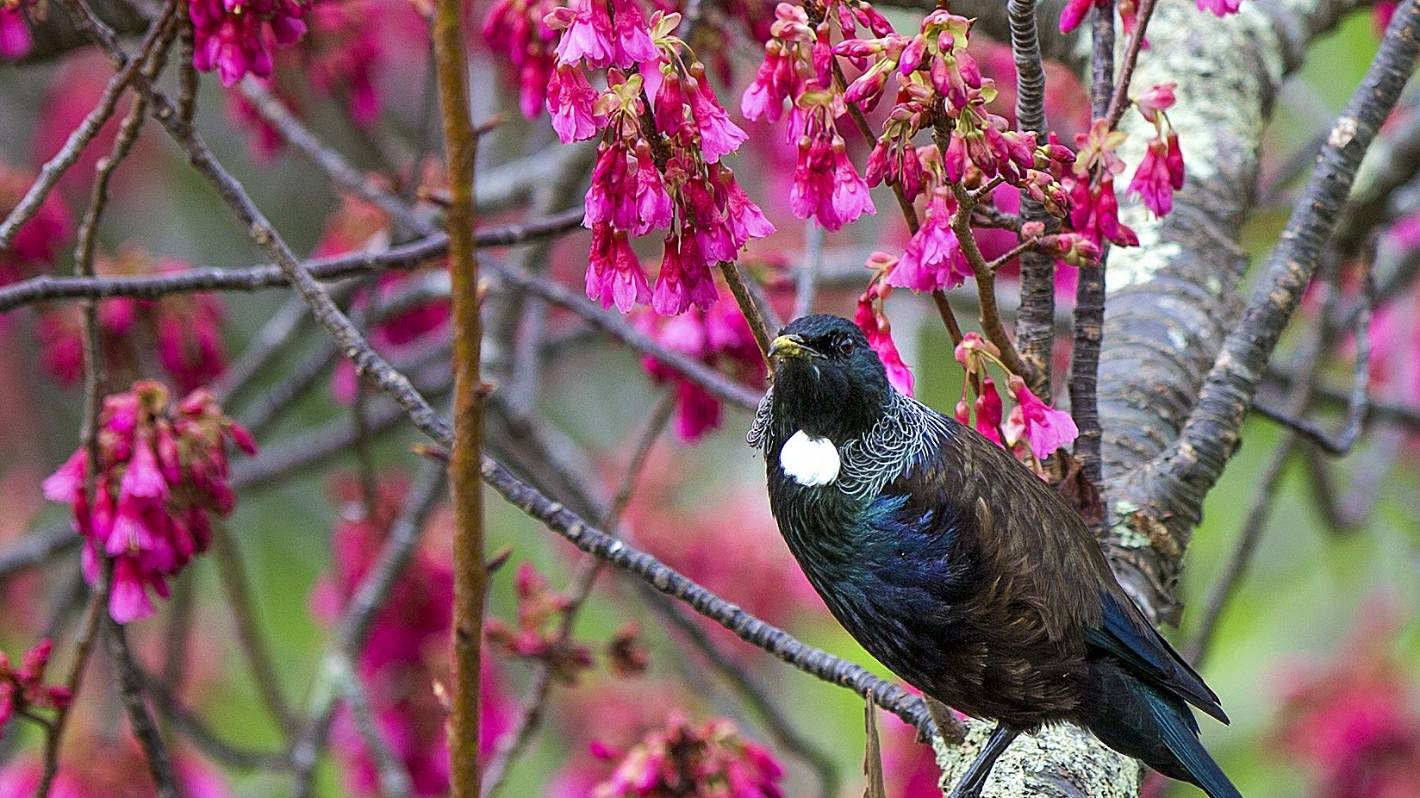 Signs the elusive tūī may slowly be returning to Canterbury