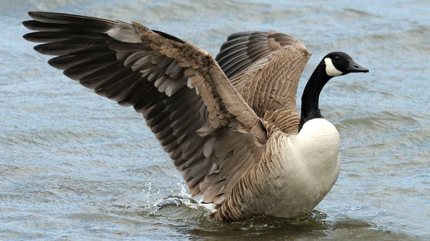 Canada geese cull in Palmerston North called off