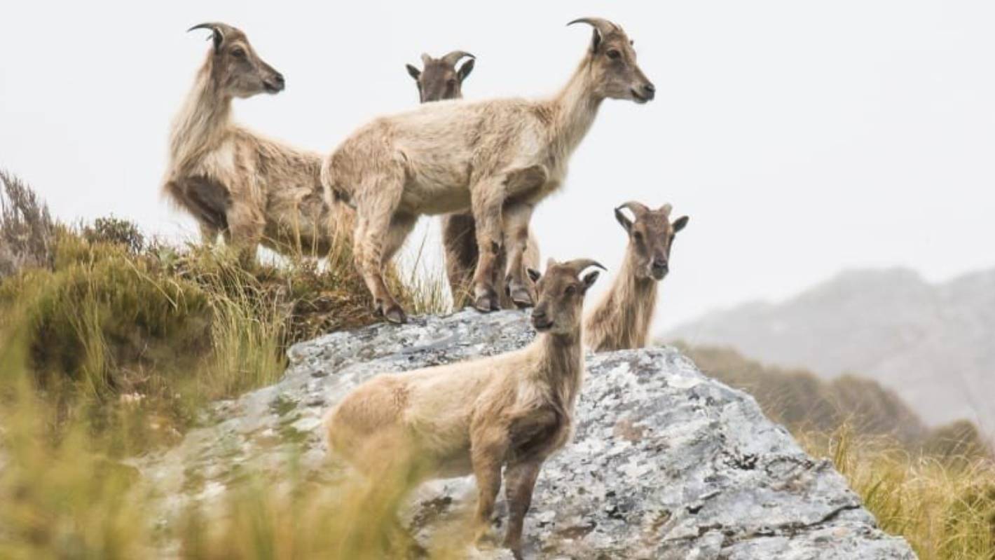 Forest and Bird challenges tahr cull plan