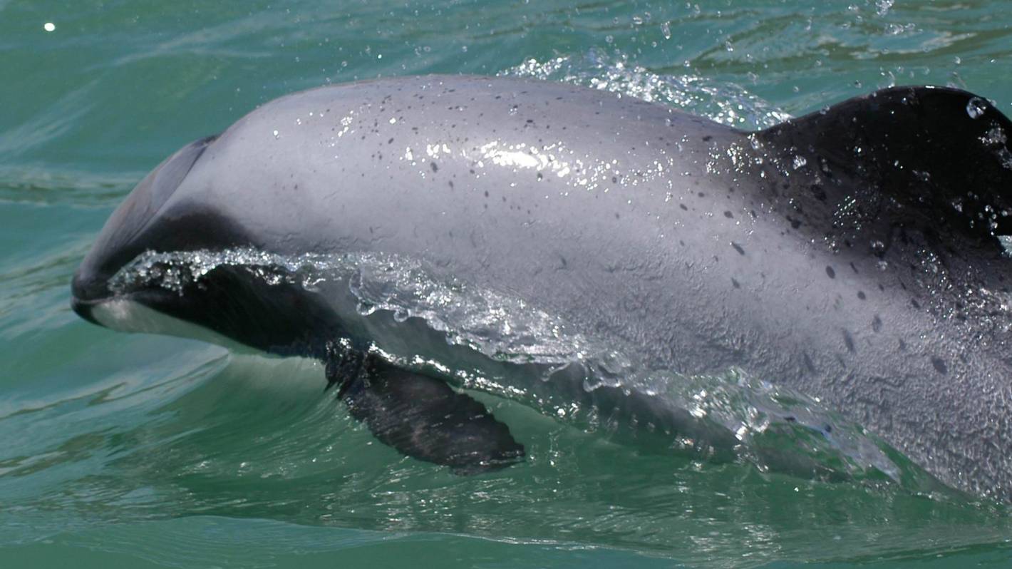 Dolphin 'death zone' persists despite new Govt protection plan
