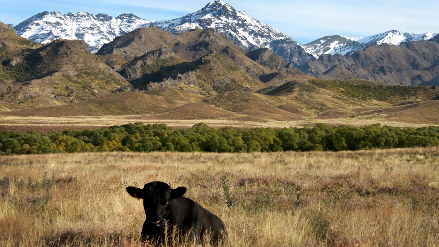 What happened Spring? Jim Ward has managed NZ's largest farm for 20 years