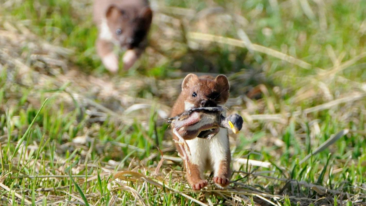 The Detail: Stoats are kings of the forest but a new technology could help eradicate them