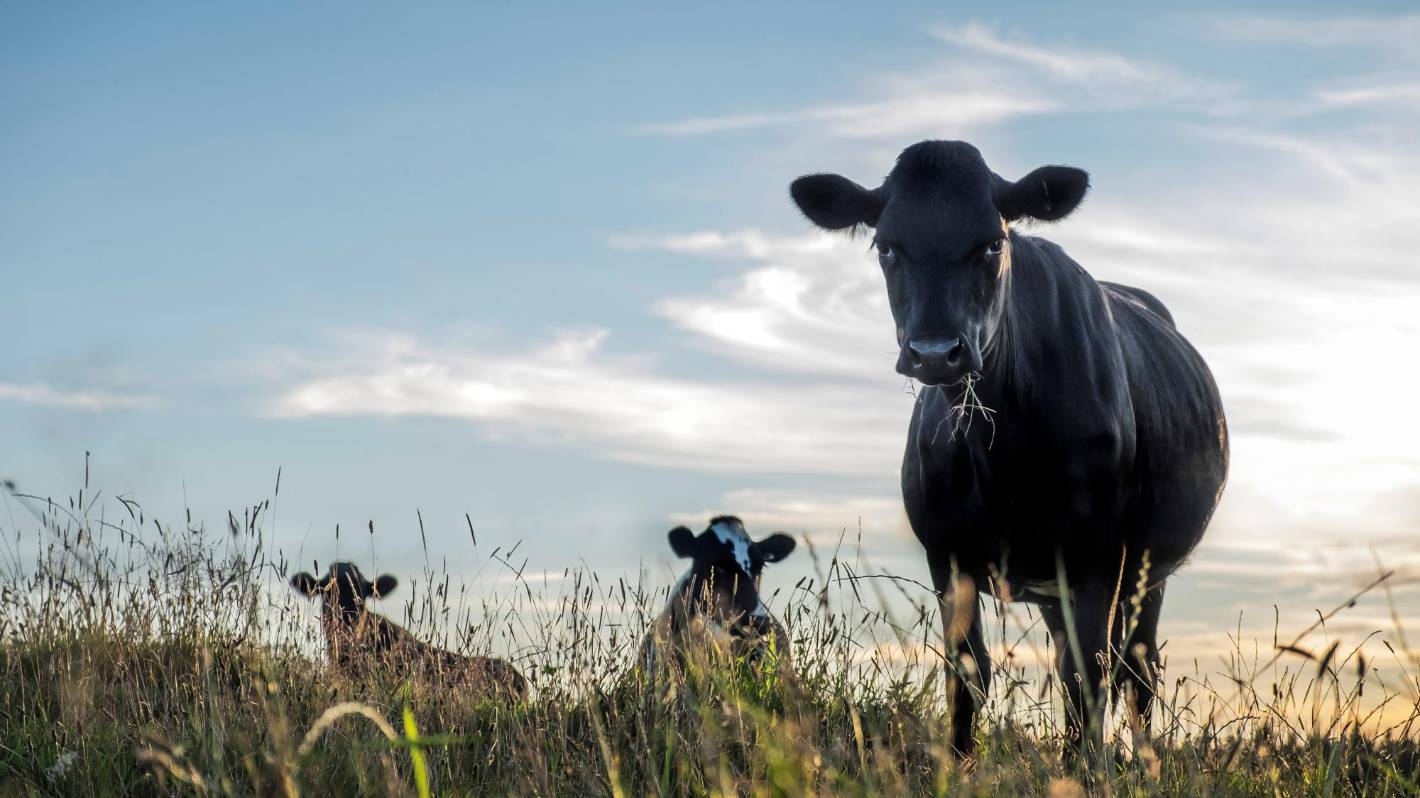 Fonterra to reward farmers for sustainability, move faster to exit coal