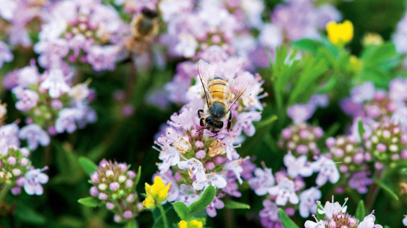 8 simple steps to make your garden more bee-friendly