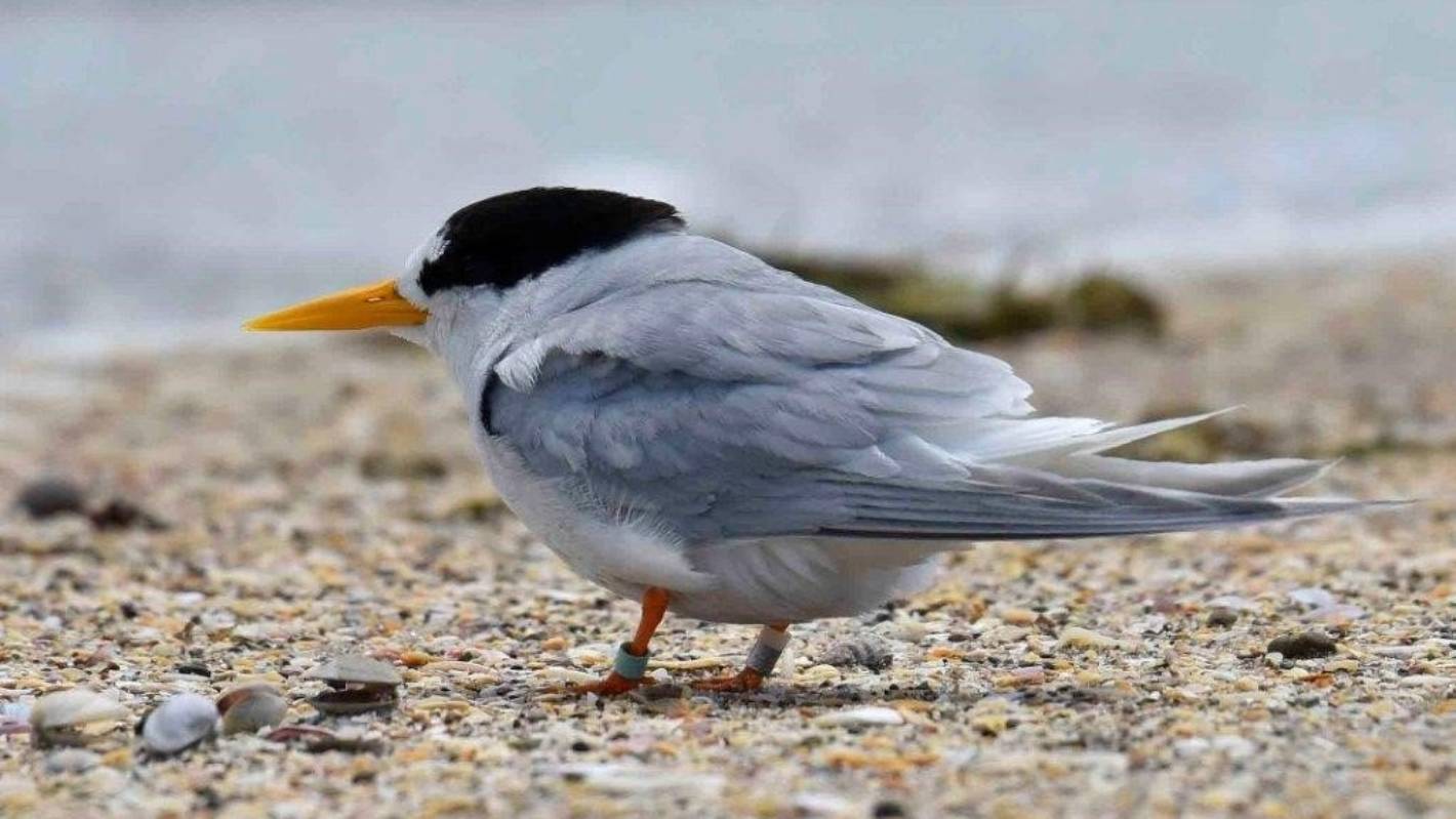 Man-made nest sites to boost breeding for endangered fairy tern/tara iti