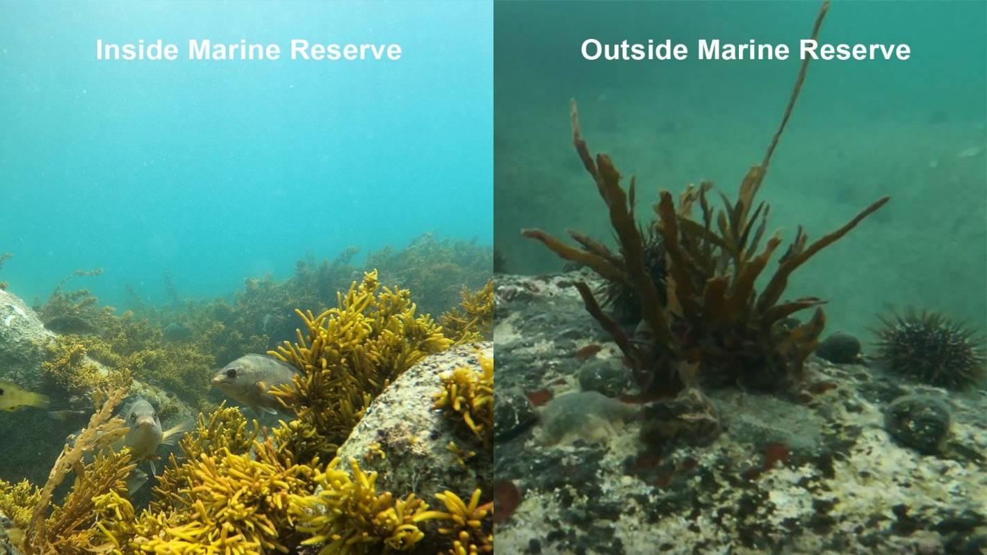 Sequestering carbon through marine restoration
