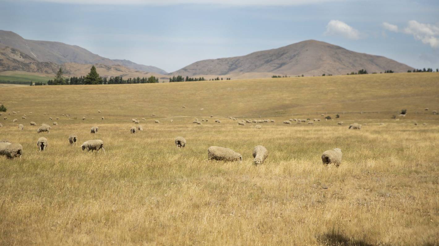 South Canterbury a month away from drought