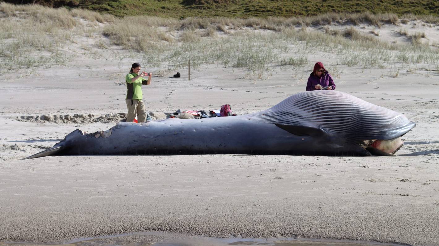 Death of bryde's whale under investigation after it washed ashore in north Auckland