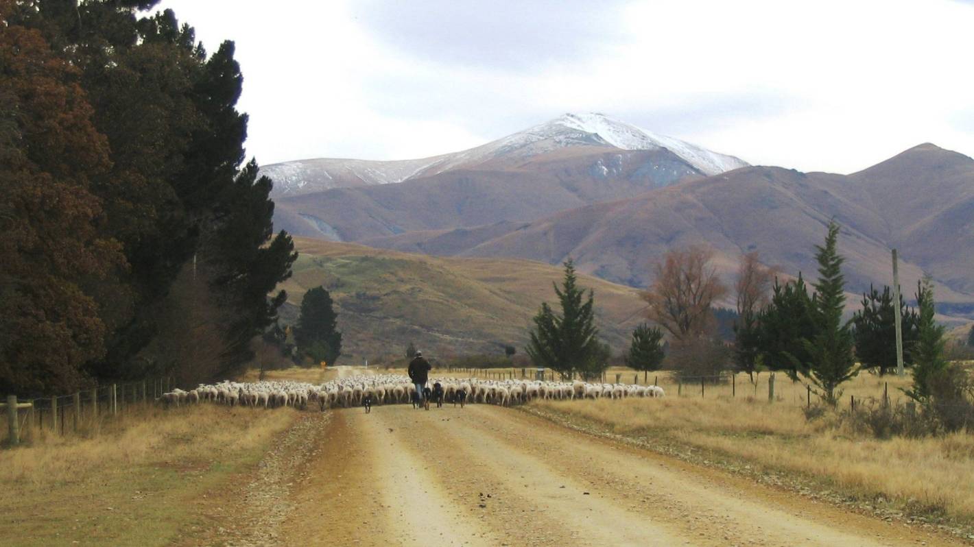 New Zealand sheep and beef farms close to being carbon neutral new study shows
