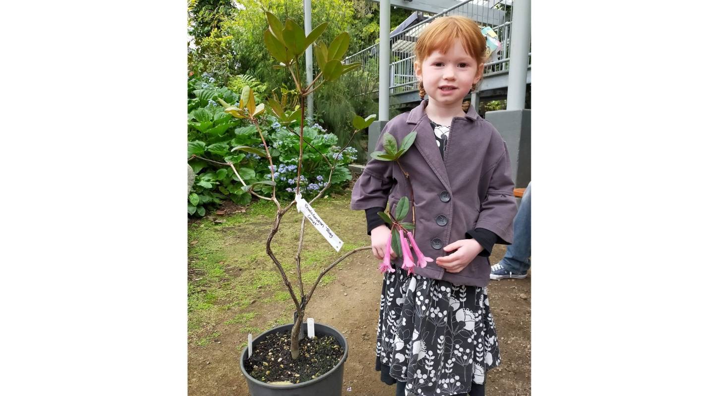 4-year-old Mia plants new rhododendron species she named at Pukeiti