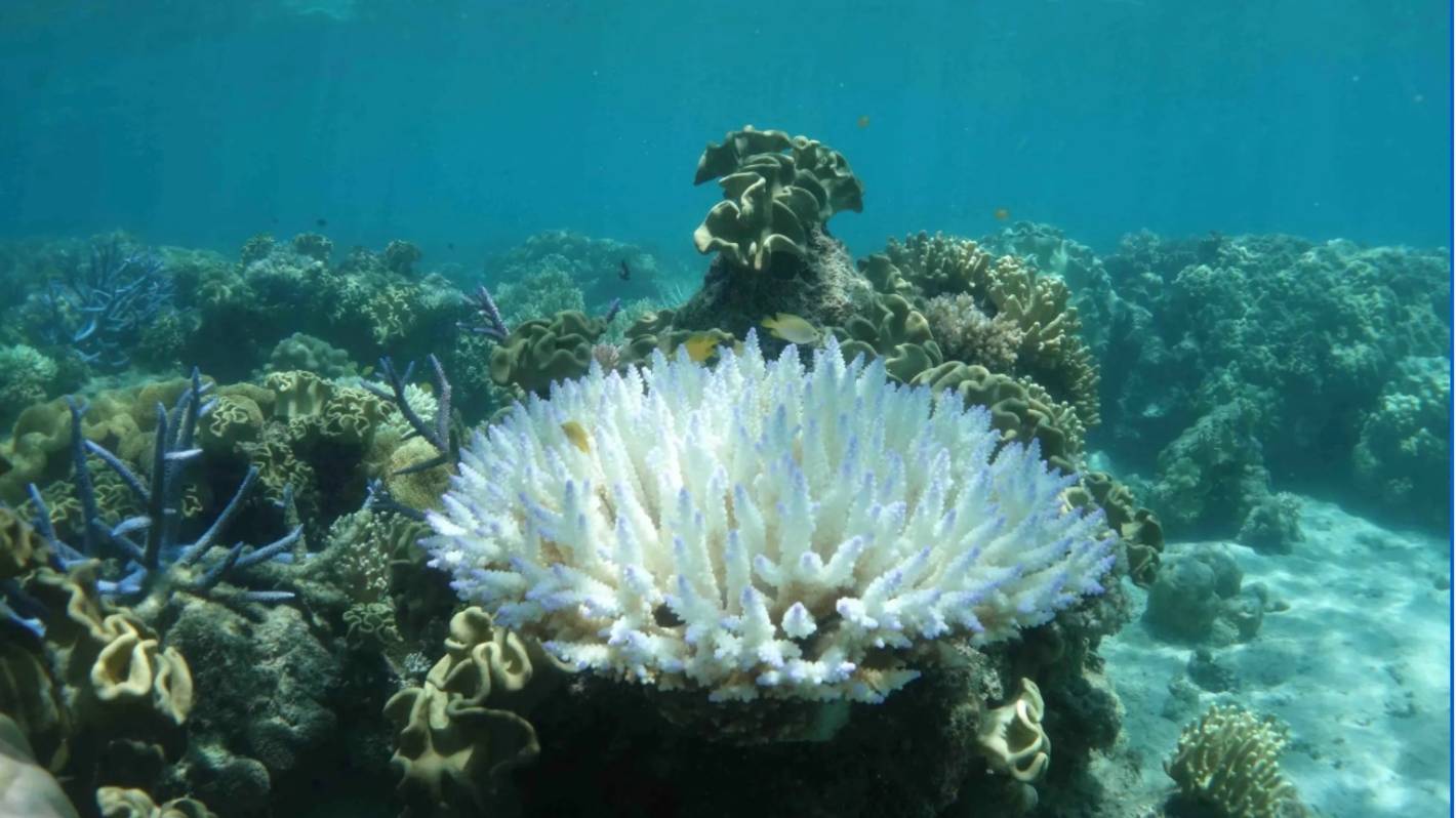 Great Barrier reef needs cyclones to 'suck out the heat' to avoid another mass coral bleaching