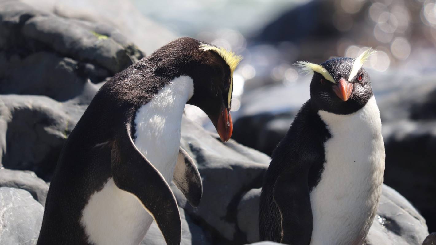 Dog believed to have killed rare penguin in West Coast wildlife refuge